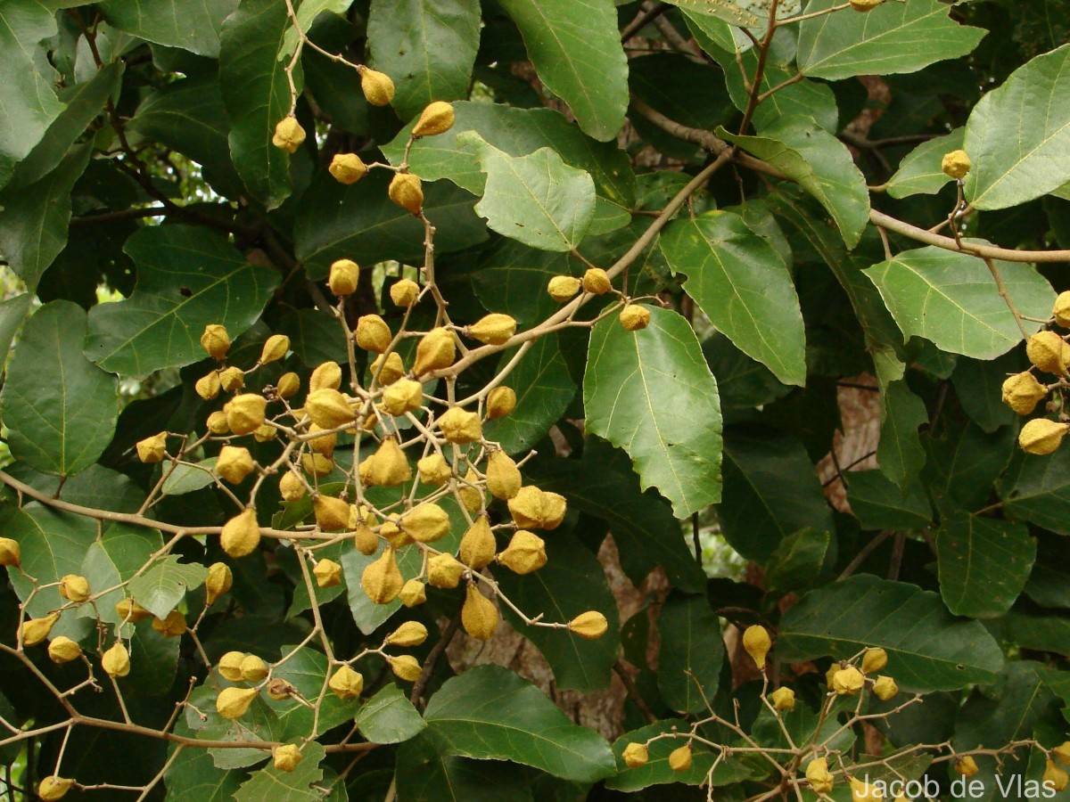 Pityranthe verrucosa Thwaites